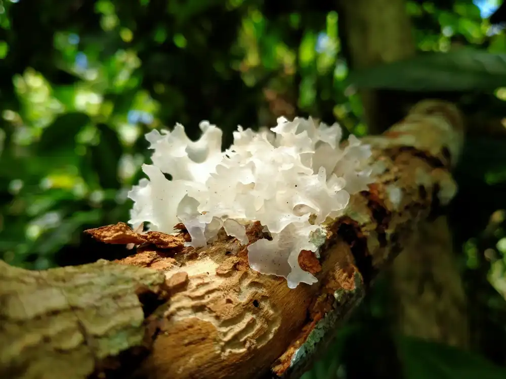 Unlock Deep Hydration with Tremella Mushroom Extract